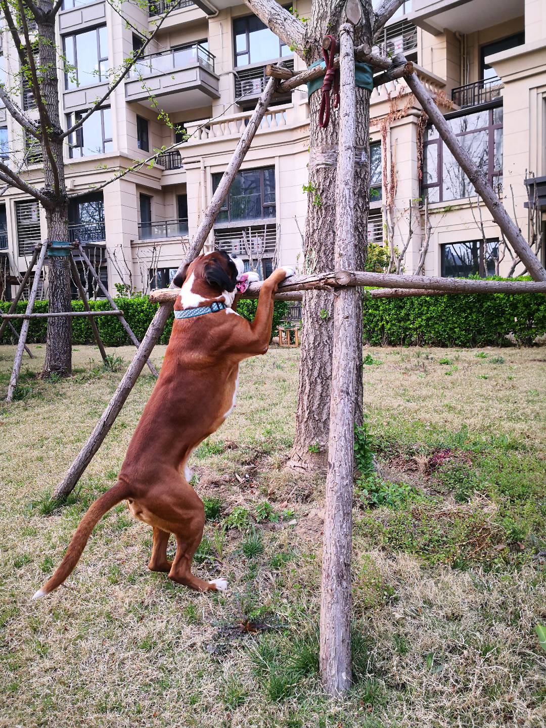家养纯正拳师犬
